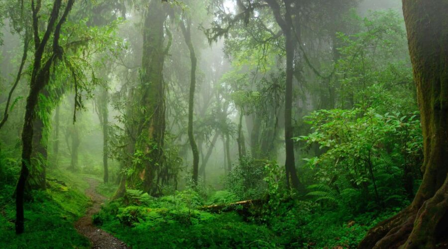 Forest-endpoint security